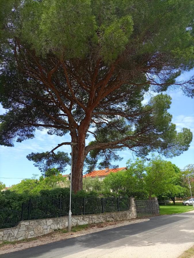 Apartments Ingrid Novigrad Istria Buitenkant foto